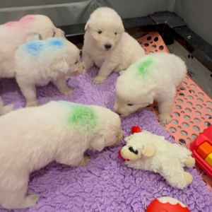 3978959153 Inside Our Maremma Puppy Program