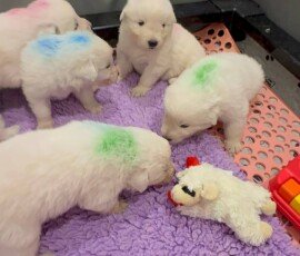 Three-week-old Maremma Sheepdog puppies at Prancing Pony Farm