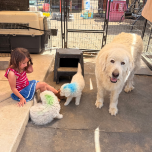 3951283609 Inside Our Maremma Puppy Program