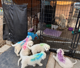 Sevro x Cameo Litter 2-26