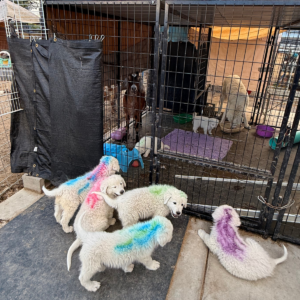 669089358 Inside Our Maremma Puppy Program