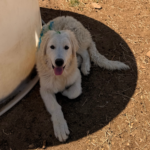 Pax x Electra 11/15/25 Maremma Litter