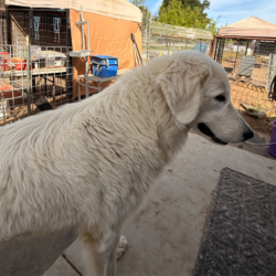 Pippin & Lia Litter 3/26