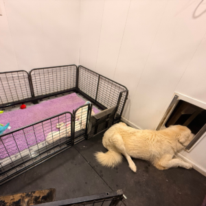 2724454338 Inside Our Maremma Puppy Program