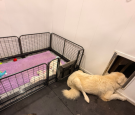 Sevro x Cameo Litter 2-26