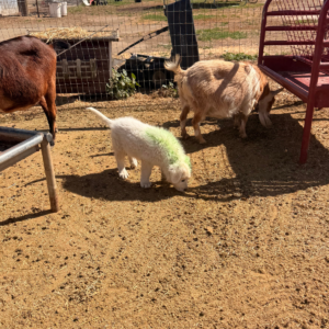 590152034 Inside Our Maremma Puppy Program