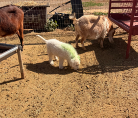 Sevro x Cameo Litter 2-26