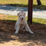 Pax x Electra 11/15/25 Maremma Litter
