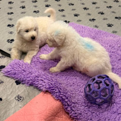 Pippin & Lia Litter 3/26