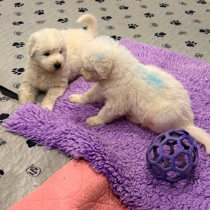 4191318688 Inside Our Maremma Puppy Program