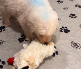 Sevro x Cameo Litter 2-26