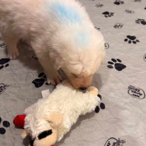 4274083486 Inside Our Maremma Puppy Program