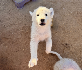 Sevro x Cameo Litter 2-26
