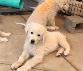 Sevro x Cameo Litter 2-26