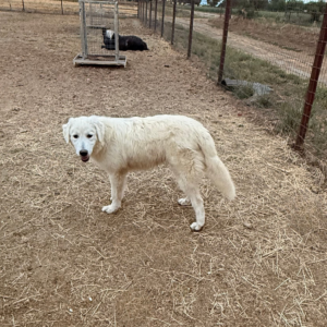 1696683381 Inside Our Maremma Puppy Program