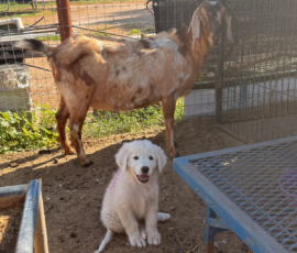 Sevro x Cameo Litter 2-26