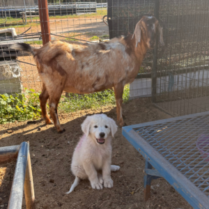 3362657165 Inside Our Maremma Puppy Program