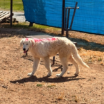 Pax x Electra 11/15/25 Maremma Litter