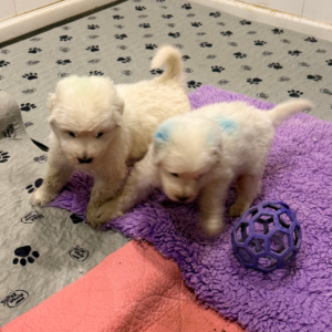 4082375561 Inside Our Maremma Puppy Program