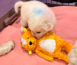 Sevro x Cameo Litter 2-26