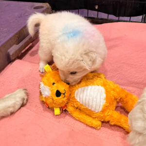 2520584280 Inside Our Maremma Puppy Program
