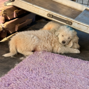 867858445 Inside Our Maremma Puppy Program