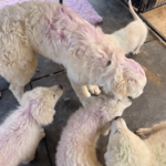 Pax x Electra 11/15/25 Maremma Litter