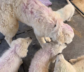 Sevro x Cameo Litter 2-26