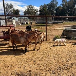 4112099648 Inside Our Maremma Puppy Program
