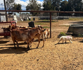 Sevro x Cameo Litter 2-26