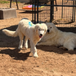 Pax x Electra 11/15/25 Maremma Litter