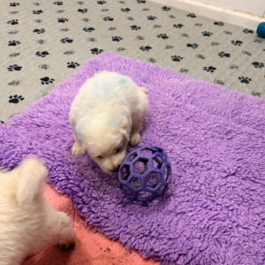 467743120 Inside Our Maremma Puppy Program