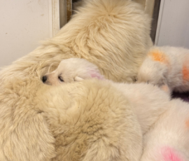 Sevro x Cameo Litter 2-26