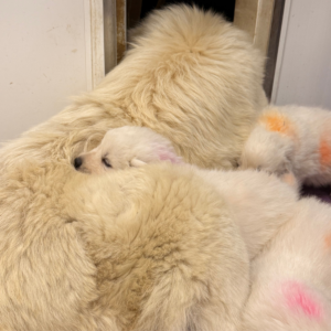 860810110 Inside Our Maremma Puppy Program