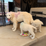 Pax x Electra 11/15/25 Maremma Litter