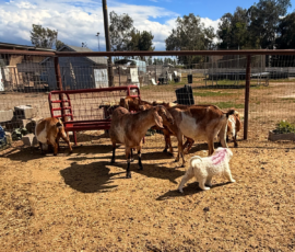 Sevro x Cameo Litter 2-26