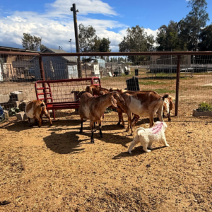 2592244864 Inside Our Maremma Puppy Program