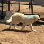 Pax x Electra 11/15/25 Maremma Litter