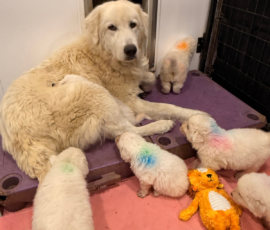 Sevro x Cameo Litter 2-26