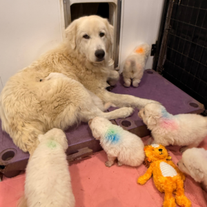 4249168577 Inside Our Maremma Puppy Program