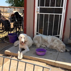 3286730537 Inside Our Maremma Puppy Program