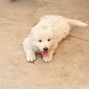 2252576191 Inside Our Maremma Puppy Program