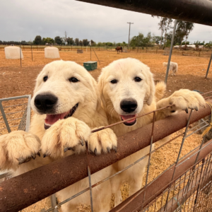 1586779157 Inside Our Maremma Puppy Program