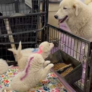 3205775476 Inside Our Maremma Puppy Program
