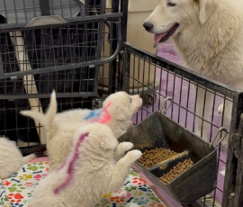 Sevro x Cameo Litter 2-26