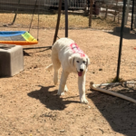 Pax x Electra 11/15/25 Maremma Litter