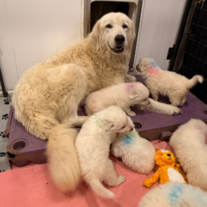 1653396752 Inside Our Maremma Puppy Program
