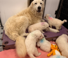 Sevro x Cameo Litter 2-26