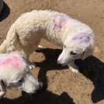 Pax x Electra 11/15/25 Maremma Litter