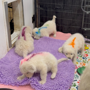 2136731907 Inside Our Maremma Puppy Program
